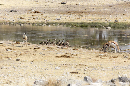 瞪羚 储备 大草原 非洲 游猎 羚羊 自然 哺乳动物 游戏