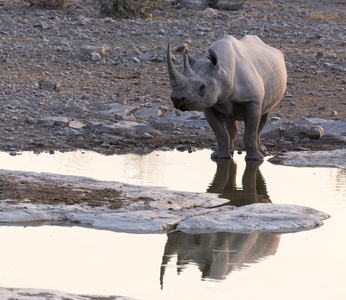 国家的 储备 环境 肯尼亚 哺乳动物 动物群 纳米比亚 保护