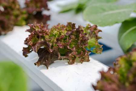 生长 温室 植物 成长 农事 美丽的 生物技术 颜色 种植园