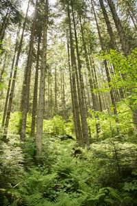 分支 夏天 天空 风景 公园 阳光 环境 自然 森林 木材