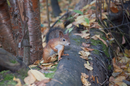 森林 野生动物 动物 秋天 自然 松鼠 美女 木材 公园