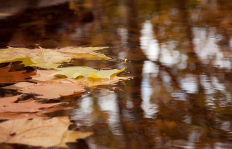 纹理 自然 树叶 森林 秋天 植物 枫树 美丽的 季节 公园