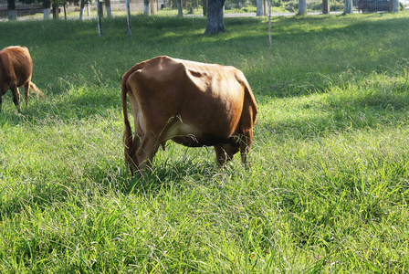 季节 公园 宠物 奶牛 野生动物 街道 夏天 领域 农业