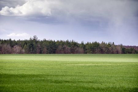 牧场 农业 森林 自然 草坪 生长 夏天 外部 云景 领域