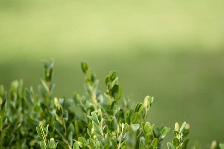 常春藤 树篱 花园 草坪 树叶 灌木 环境 植物学 美丽的