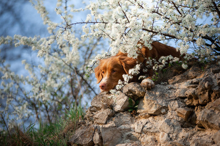 在岩石上的狗图片 在岩石上的狗素材 在岩石上的狗插画 摄图新视界