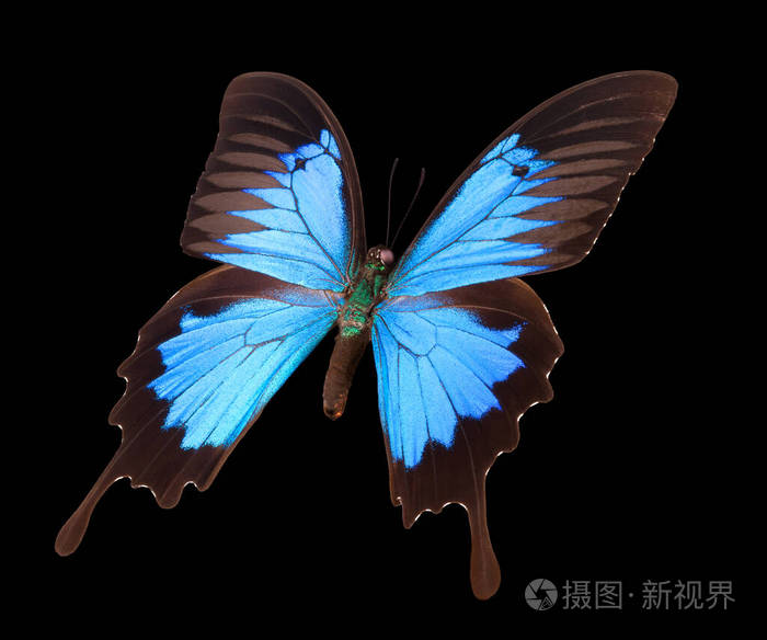 黑色背景上孤立的蓝色帝王蝶