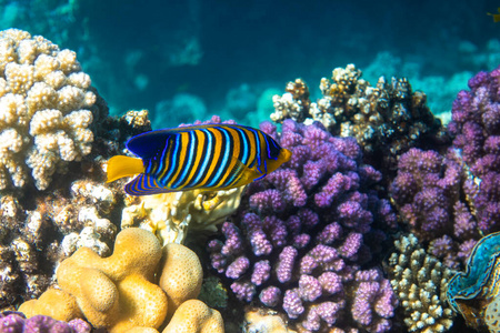生活 珊瑚 水下 夏威夷语 印度支那 水肺 帝王 野生动物
