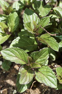 园艺 芳香 芬芳 气味 草本植物 花园 风味 植物 香料