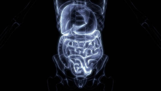 消化 外科手术 三维 人类 空肠 系统 照顾 胆囊 健康