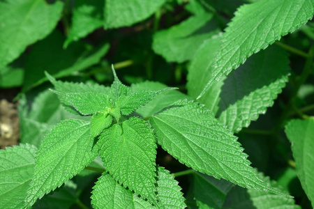 生长 食物 芬芳 颜色 香料 素食主义者 香蒜酱 草药 沙拉