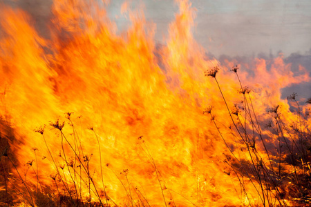阴燃 环境 消费 损害 草坪 生态学 土地 破坏 火灾 地狱