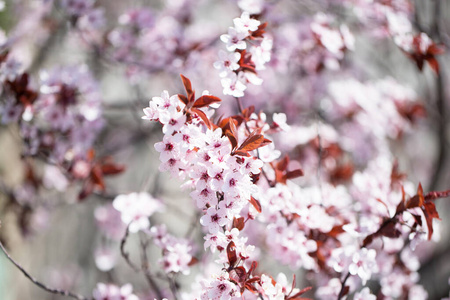 樱花枝头蓝天