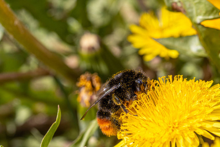 花园 蜂蜜 开花 授粉 夏天 自然 环境 春天 缺陷 动物
