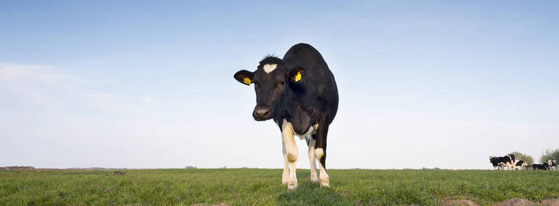 农场 天空 国家 面对 牧场 放牧 奶牛 乳制品 乡村 牲畜