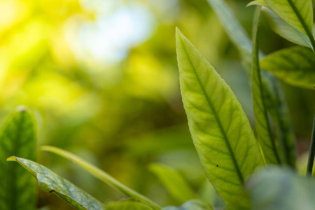 纹理 植物 绿色植物 集中 生态学 自然 颜色 春天 美女