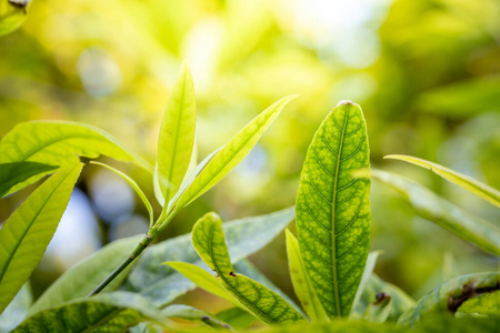 墙纸 颜色 树叶 模糊 纹理 美丽的 植物区系 季节 环境