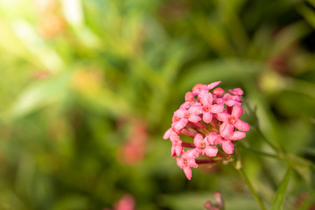 自然 报春花 花束 春天 植物区系 开花 美女 夏天 紫色