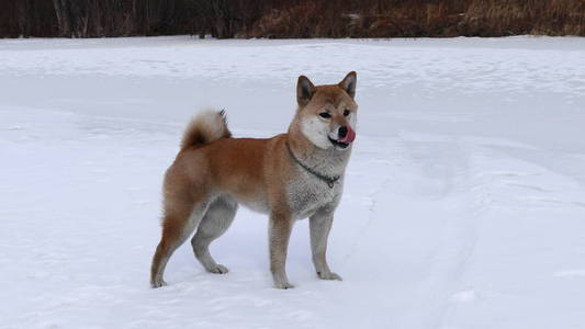 可爱的 寒冷的 犬科动物 冬天 动物 荒野 哺乳动物 自然