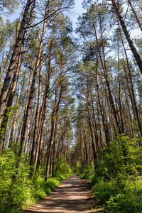 路边 空的 森林 北欧 季节 场景 路线 木材 松木 美女