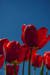 阳光 花园 季节 颜色 自然 花束 郁金香 夏天 美丽的