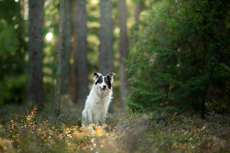 森林里的狗。爱慕大自然。黑白边界牧羊犬。