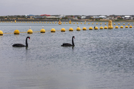 天鹅 海鸥 海洋 水库 标记 水路 旅行者 羽毛 鸭子 喂养