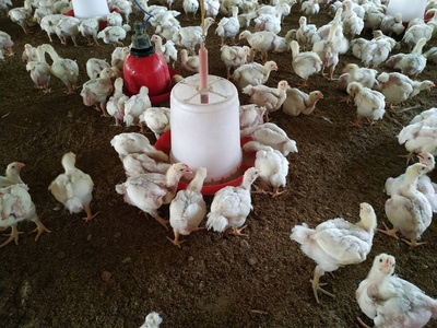 谷仓 自然 行业 动物 牲畜 农场 公鸡 肉鸡 食物 市场