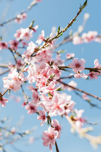 日本 宽的 赠品 公园 天空 夏天 四月 分支 美女 花儿