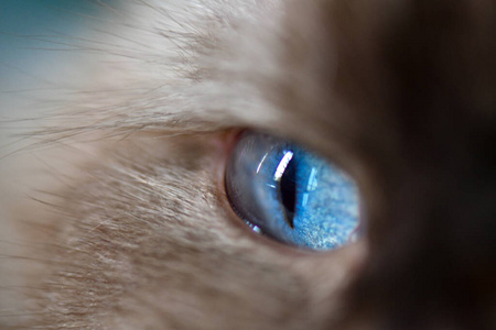 基蒂 胡须 小猫 好奇心 自然 漂亮的 软的 可爱极了 动物