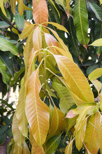 春天 花园 特写镜头 生长 夏天 森林 植物学 树叶 美丽的