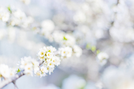 农业 美丽的 花瓣 花园 天空 植物 复制空间 美女 颜色