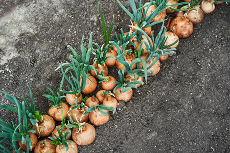 食物 农场 植物 成长 季节 洋葱 春天 新的 特写镜头