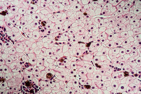 蝾螈 医学 调查 组织 研究 检查 扩大 科学 肝脏 显微镜检查