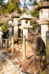 森林 野生动物 毛皮 公园 农场 哺乳动物 动物 自然 麋鹿