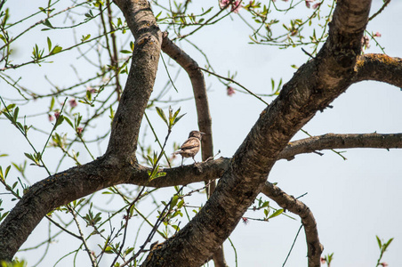 春天 麻雀 生物学 观鸟 羽毛 公园 鸟类学 可爱的 自然