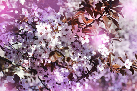 粉红色 花的 天空 樱桃 春天 分支 季节 公园 花园 植物