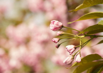 日本人 分支 自然 漂亮的 花儿 花的 天空 特写镜头 粉红色