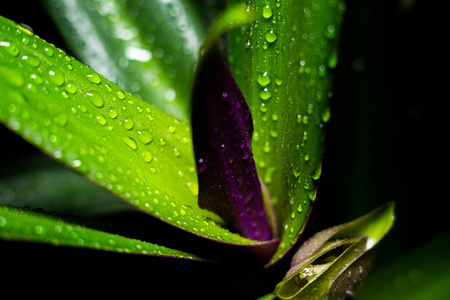 液滴 生活 自然 露水 纹理 花园 植物 雨滴 开花 植物区系