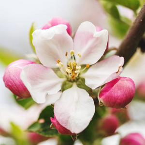花园里的苹果花特写。美丽的春天背景