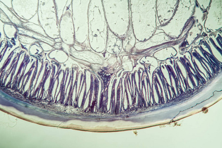 放大倍数 蠕虫 检查 组织学 研究 肌肉 扩大 节肢动物