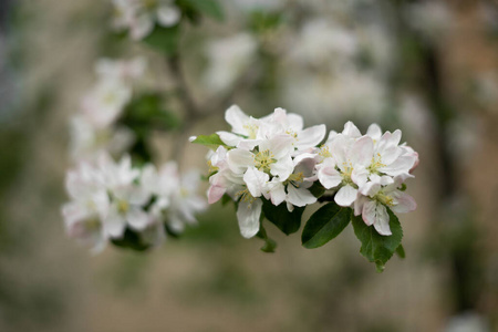 栽培 浴室 季节 春天 雌蕊 开花 雄蕊 花瓣 盛开 植物