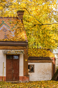 旅行 吸引力 季节 建筑 建筑学 日落 树叶 美丽的 历史