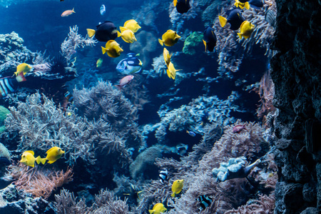 暗礁 水下 海洋 旅行 自然 环境 海的 生活 水族馆 紫色