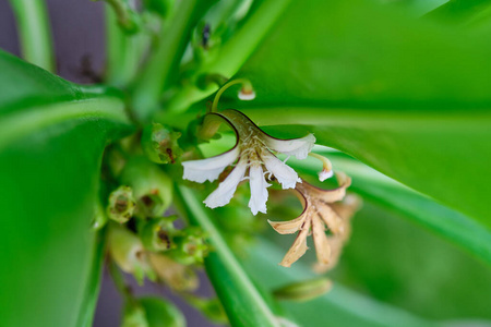 要素 草药 环境 花园 丛林 自然 夏天 春天 植物学 特写镜头