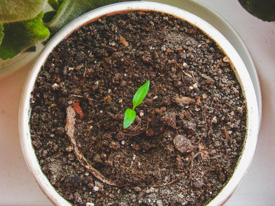 栽培 生活 可爱的 自然 植物 生物 陶工 生态学 陶器