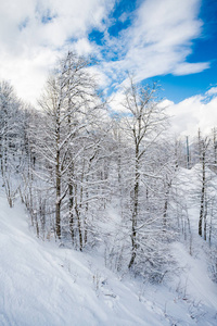 天气 松木 假日 季节 木材 森林 雪花 自然 风景 降雪