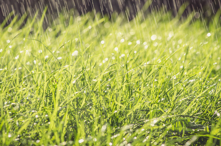 环境 颜色 花的 郁郁葱葱 生长 雨滴 春天 植物区系 阳光