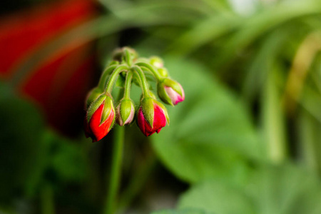 生长 花的 植物区系 颜色 美丽的 自然 开花 特写镜头