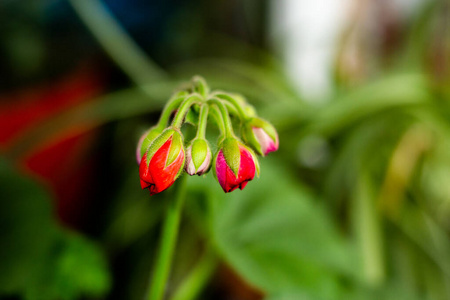 夏天 灌木 春天 特写镜头 生长 植物学 自然 植物区系